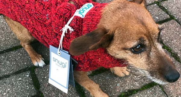 Card image showing small dog wearing a Paddy Green sweater