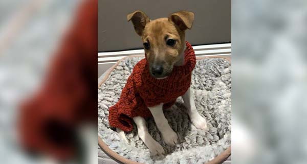 Card image showing small dog wearing a Paddy Green sweater