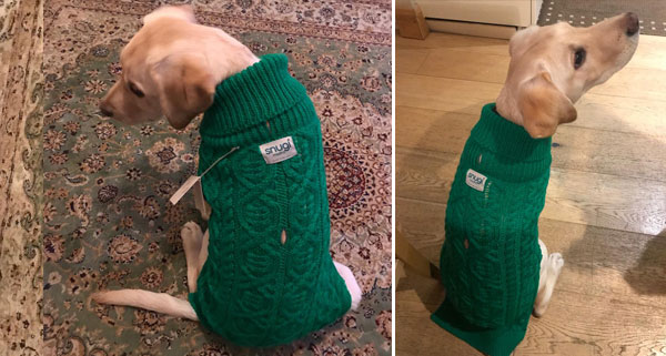 Card image showing small dog wearing a Paddy Green sweater