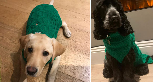 Card image showing small dog wearing a Paddy Green sweater